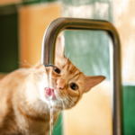 Should Pets Drink More in Summer? Advice from Daventry Vets