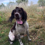 Does Your Dog Have a Grass Seed Injury?