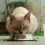 Life Stage Nutrition: When Should You Switch Your Pet’s Food?