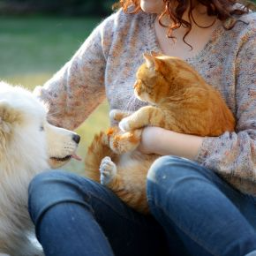 Summer Pet Care Q&A: Your Questions Answered by Our Vet