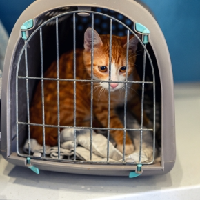 Try Daventry Vets’ Tips for Getting Your Cat into Their Carrier
