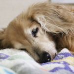 Sarah’s Guide to Arthritis vs Normal Ageing in Pets