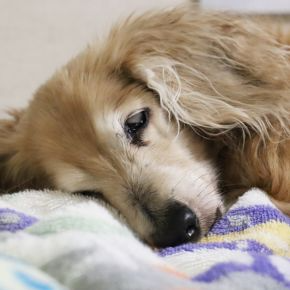 Sarah’s Guide to Arthritis vs Normal Ageing in Pets
