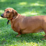 Vet Sarah Aldridge on Foods and Habits That Contribute to Pet Obesity