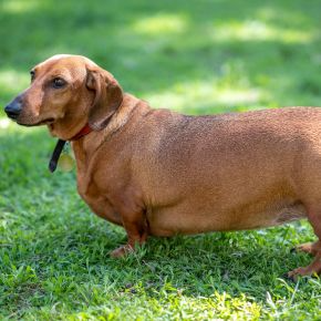 Vet Sarah Aldridge on Foods and Habits That Contribute to Pet Obesity