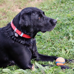 Recognising a Healthy Body Condition in Cats, Dogs and Rabbits