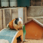 Rabbit and Guinea Pig Autumn Adjustments from Daventry Vets